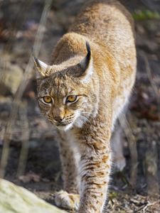 Preview wallpaper lynx, big cat, predator, wildlife