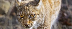 Preview wallpaper lynx, big cat, predator, wildlife