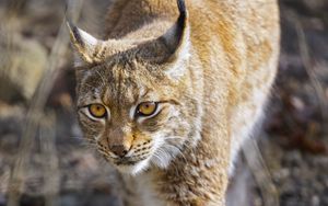 Preview wallpaper lynx, big cat, predator, wildlife