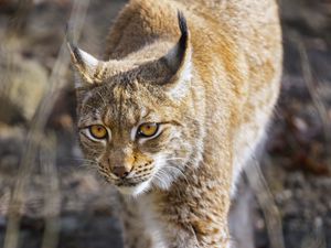 Preview wallpaper lynx, big cat, predator, wildlife