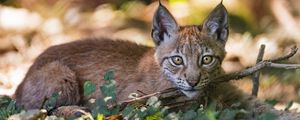 Preview wallpaper lynx, big cat, predator, branch