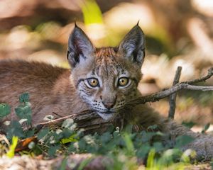 Preview wallpaper lynx, big cat, predator, branch