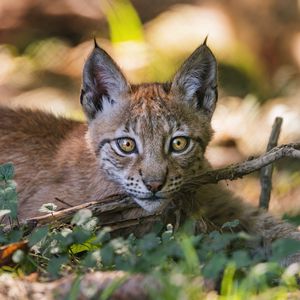 Preview wallpaper lynx, big cat, predator, branch