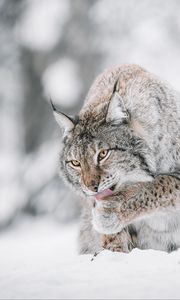 Preview wallpaper lynx, big cat, protruding tongue, snow, wildlife