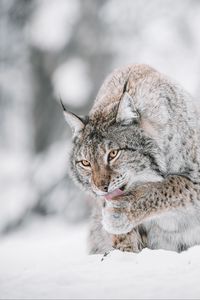 Preview wallpaper lynx, big cat, protruding tongue, snow, wildlife