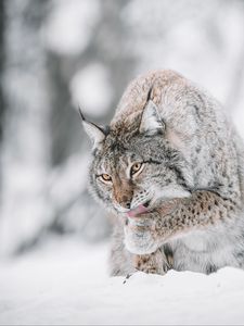 Preview wallpaper lynx, big cat, protruding tongue, snow, wildlife