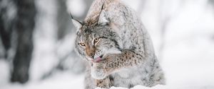 Preview wallpaper lynx, big cat, protruding tongue, snow, wildlife