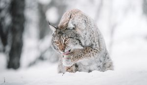 Preview wallpaper lynx, big cat, protruding tongue, snow, wildlife