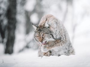 Preview wallpaper lynx, big cat, protruding tongue, snow, wildlife