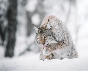 Preview wallpaper lynx, big cat, protruding tongue, snow, wildlife