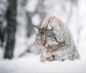 Preview wallpaper lynx, big cat, protruding tongue, snow, wildlife