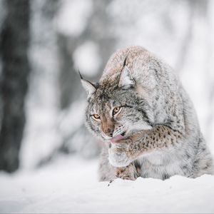 Preview wallpaper lynx, big cat, protruding tongue, snow, wildlife