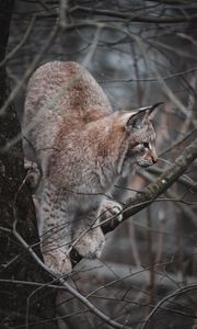 Preview wallpaper lynx, big cat, tree, animal, wildlife