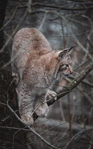 Preview wallpaper lynx, big cat, tree, animal, wildlife