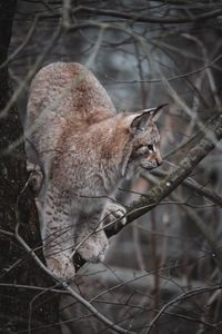 Preview wallpaper lynx, big cat, tree, animal, wildlife