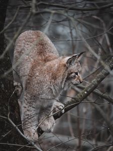 Preview wallpaper lynx, big cat, tree, animal, wildlife