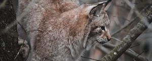 Preview wallpaper lynx, big cat, tree, animal, wildlife