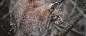 Preview wallpaper lynx, big cat, tree, animal, wildlife