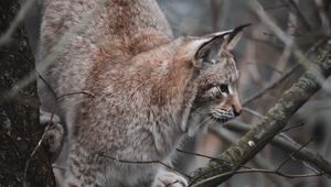 Preview wallpaper lynx, big cat, tree, animal, wildlife