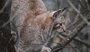 Preview wallpaper lynx, big cat, tree, animal, wildlife
