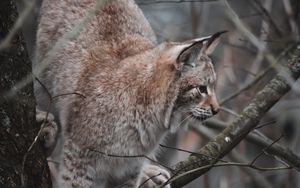 Preview wallpaper lynx, big cat, tree, animal, wildlife
