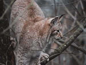 Preview wallpaper lynx, big cat, tree, animal, wildlife