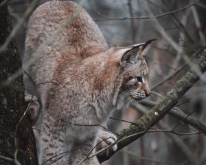 Preview wallpaper lynx, big cat, tree, animal, wildlife