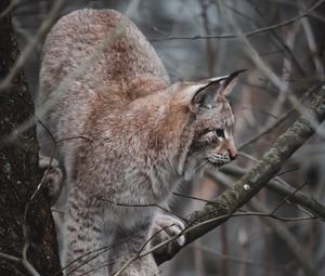 Preview wallpaper lynx, big cat, tree, animal, wildlife