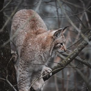 Preview wallpaper lynx, big cat, tree, animal, wildlife