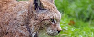 Preview wallpaper lynx, big cat, wild, predator, animal