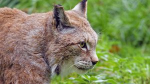 Preview wallpaper lynx, big cat, wild, predator, animal