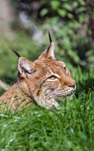 Preview wallpaper lynx, big cat, wild animal, grass, wildlife, blur