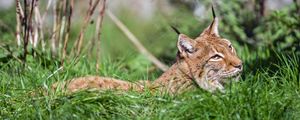 Preview wallpaper lynx, big cat, wild animal, grass, wildlife, blur