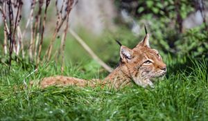 Preview wallpaper lynx, big cat, wild animal, grass, wildlife, blur