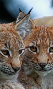 Preview wallpaper lynx, big cats, face, eyes