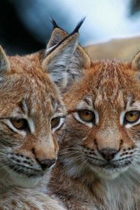 Preview wallpaper lynx, big cats, face, eyes