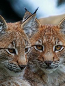 Preview wallpaper lynx, big cats, face, eyes