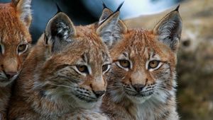 Preview wallpaper lynx, big cats, face, eyes