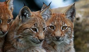 Preview wallpaper lynx, big cats, face, eyes