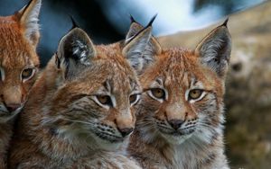 Preview wallpaper lynx, big cats, face, eyes