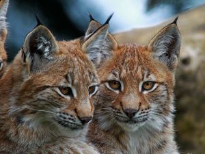 Preview wallpaper lynx, big cats, face, eyes