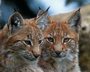 Preview wallpaper lynx, big cats, face, eyes