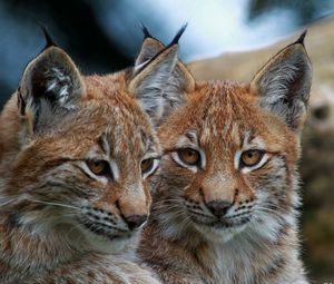 Preview wallpaper lynx, big cats, face, eyes