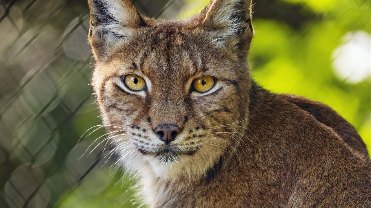 Wallpaper lynx, blur, predator, big cat