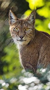 Preview wallpaper lynx, blur, predator, big cat