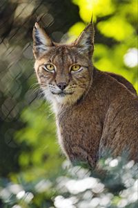 Preview wallpaper lynx, blur, predator, big cat