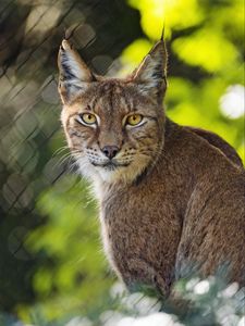 Preview wallpaper lynx, blur, predator, big cat