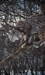Preview wallpaper lynx, branches, big cat, predator