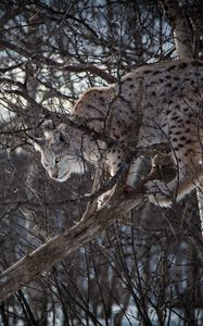 Preview wallpaper lynx, branches, big cat, predator