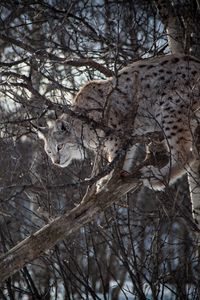 Preview wallpaper lynx, branches, big cat, predator